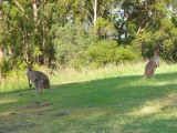 red necked wallabies