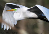 Egret In Flight