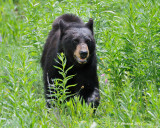 Yellowstone Black Bear