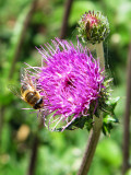 A busy bee on a thistle