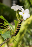 A pseudosphinx tetrio having a feast!