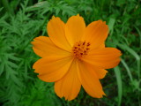 Panchita (Cosmos sulphureus)