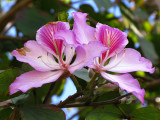 Mariposa, Orquidea de Palo (Bauhinia monandra)