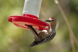 5/8/2011  Woodpecker on a hummingbird feeder