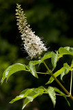 5/28/2011  Aesculus californica inflorescence