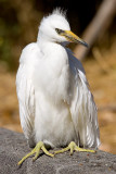 7/29/2011  Baby egret