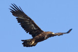 7/30/2011  Golden Eagle