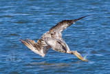 8/2/2011  Pelican