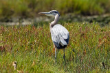 8/9/2011  Great Blue Heron