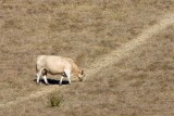 8/30/2011  Cow
