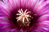 10/12/2011  Cactus flower