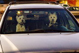 12/5/2011  If dogs could drive
