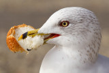 1/18/2012  Gull with bread