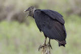 Black vulture