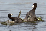 2/20/2012  Fighting coots