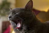 3/31/2012  Sadie yawning