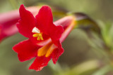 4/21/2012  Mimulus