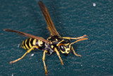 5/25/2012  Wasp