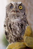 8/16/2012  One eyed Western Screech Owl