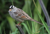 White Crowned Sparrow