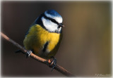 Blue Tit, Barnwell Country Park, Oundle. UK