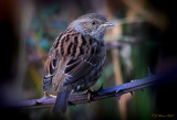 Dunnock. Barnwell Country Park, Oundle. UK