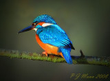 Kingfisher. Barnwell Country Park. Oundle. UK