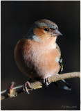 Chaffinch. Barnwell Country Park. Oundle. UK