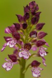 Orchis pupurea-0454rd.jpg