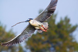 Building a nest  _MG_1280.jpg