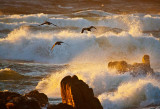 Comoronts on an angry sunset sea _MG_5742.jpg