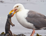 Seagull eating squirrel 0 _MG_0211.jpg