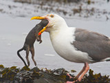 Seagull eating squirrel 1 _MG_0213.jpg