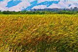 Sea of reeds _MG_5786.jpg