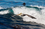 Pelican and a wave  _MG_7382.jpg