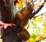 Shy squirrel_MG_9978.jpg