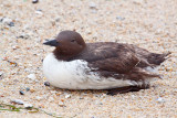 Bird found on pacific grove CA beach _MG_4163.jpg