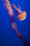 Jellyfish Monterey Bay Aquarium  _MG_1620.jpg
