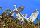 Young birds  _MG_3956.jpg