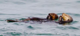 sea_otters