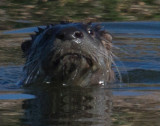 Water mammal face on_MG_5449.jpg