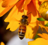 Levitating bee  _MG_1101.jpg