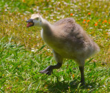 Angry little goose  _MG_1767.jpg