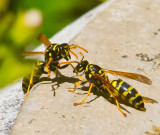 Wasps talking _MG_4323.jpg