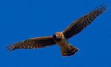 Squawking hawk  _MG_5388.jpg