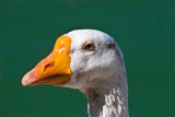 Colorful Goose_MG_9934 t.jpg
