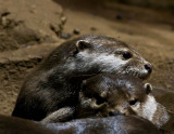 Asian Small Clawed Otters _MG_9688 t.jpg
