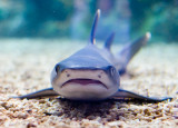 Unhappy Shark.jpg