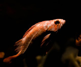 Orange fish going up_MG_3537.jpg