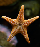 Starfish from below.jpg